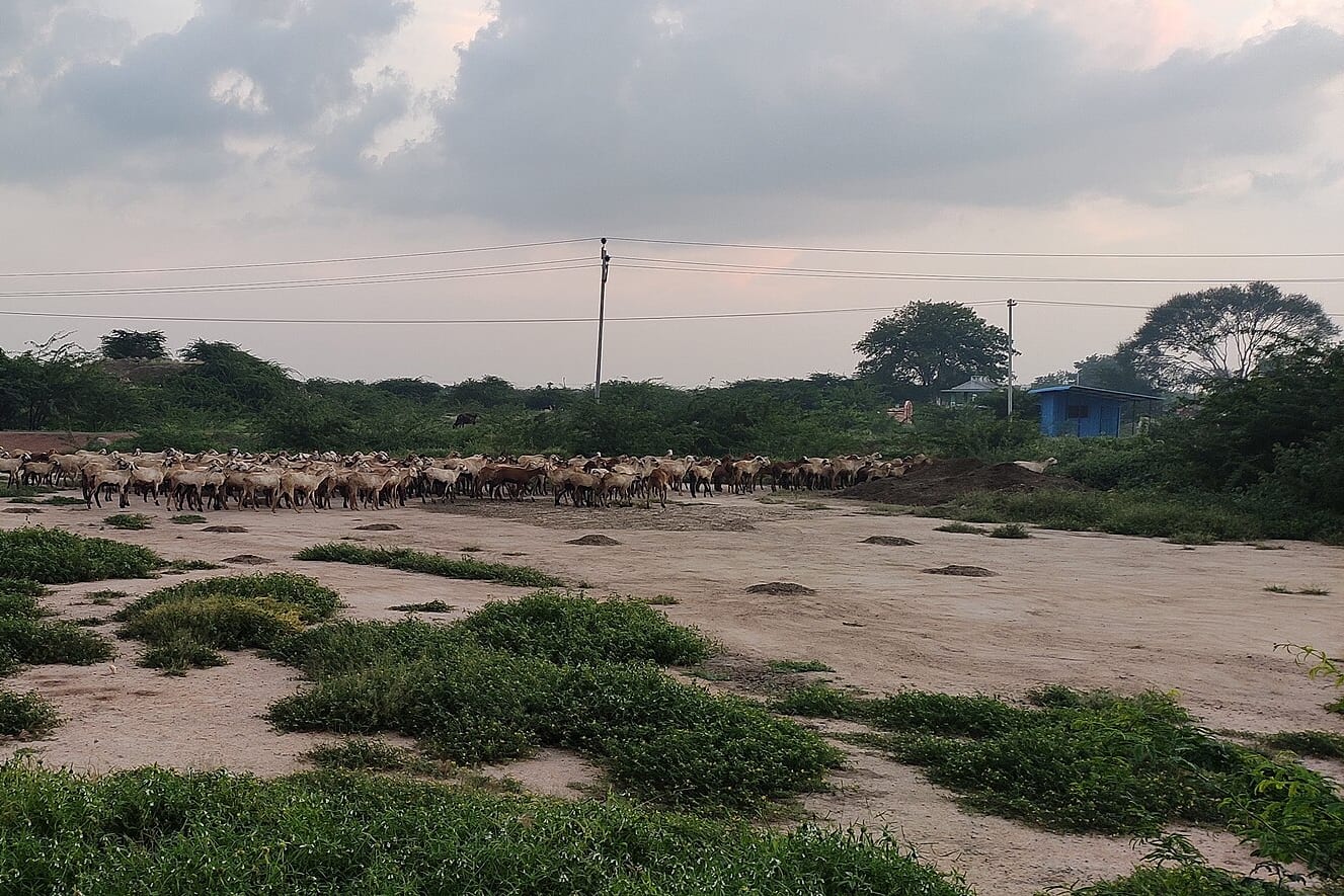 A large flock of sheep crosses open, sandy scrubland with low green shrubs under a cloudy evening sky