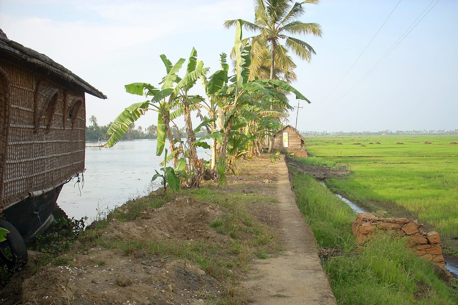 Green paddy fields beside a canal in Kuttanad, Kerala, with banana plants, coconut palms and a small hut by a footpath