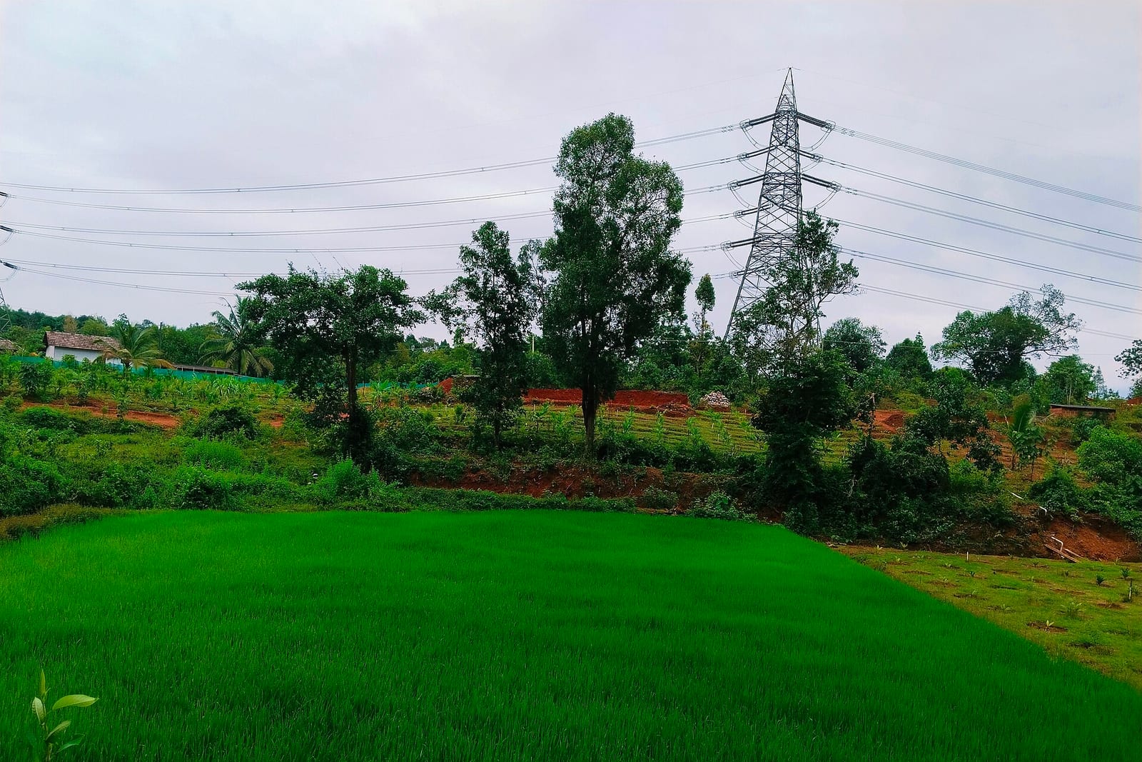 A green paddy field at Moodukonaje in Dakshina Kannada, with trees, a few houses and a power pylon beyond it