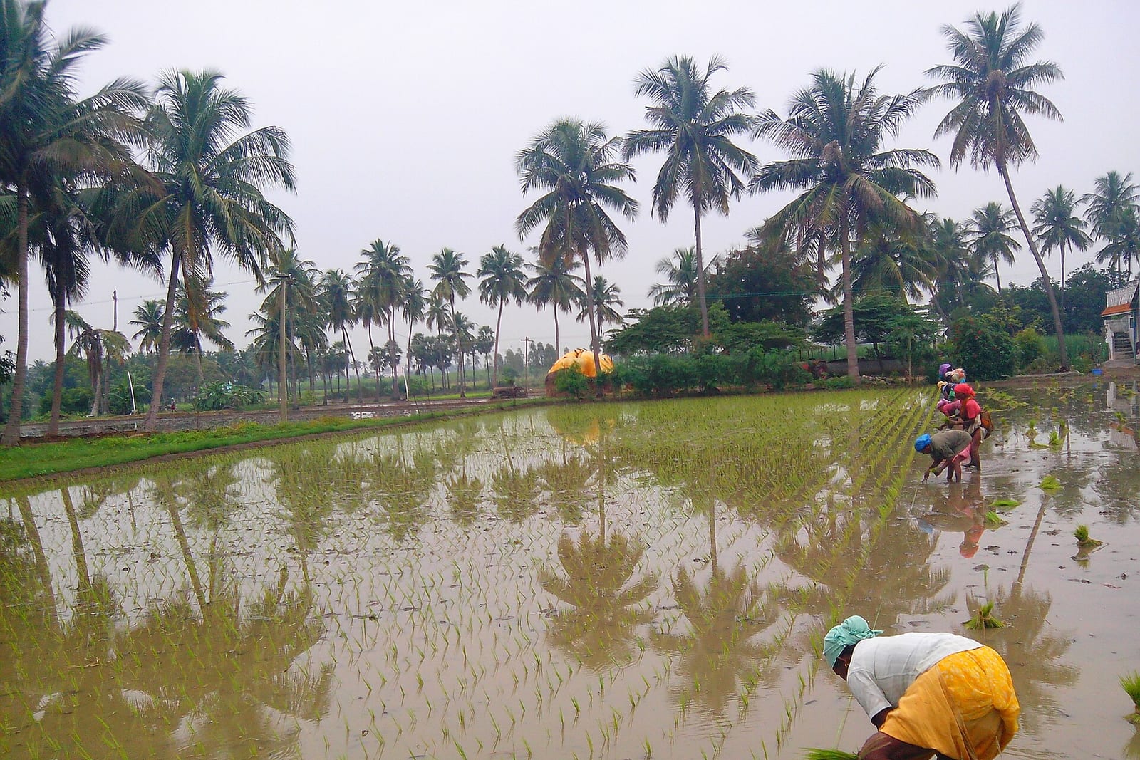Women bent over in a flooded paddy field planting rice seedlings in rows, with coconut palms reflected in the water