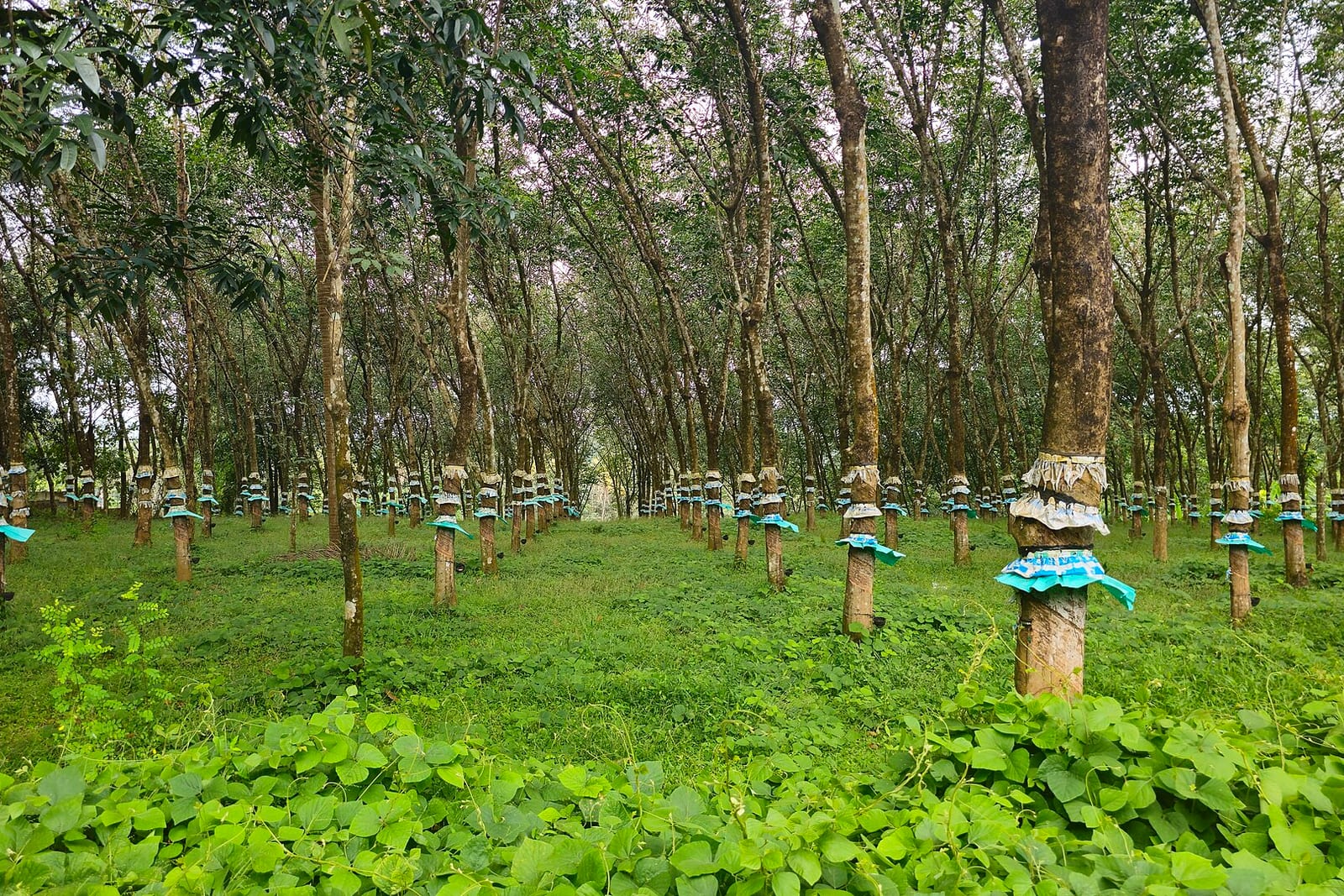 Rows of tapped rubber trees in a Kerala plantation, with collecting cups tied to the trunks and green ground cover